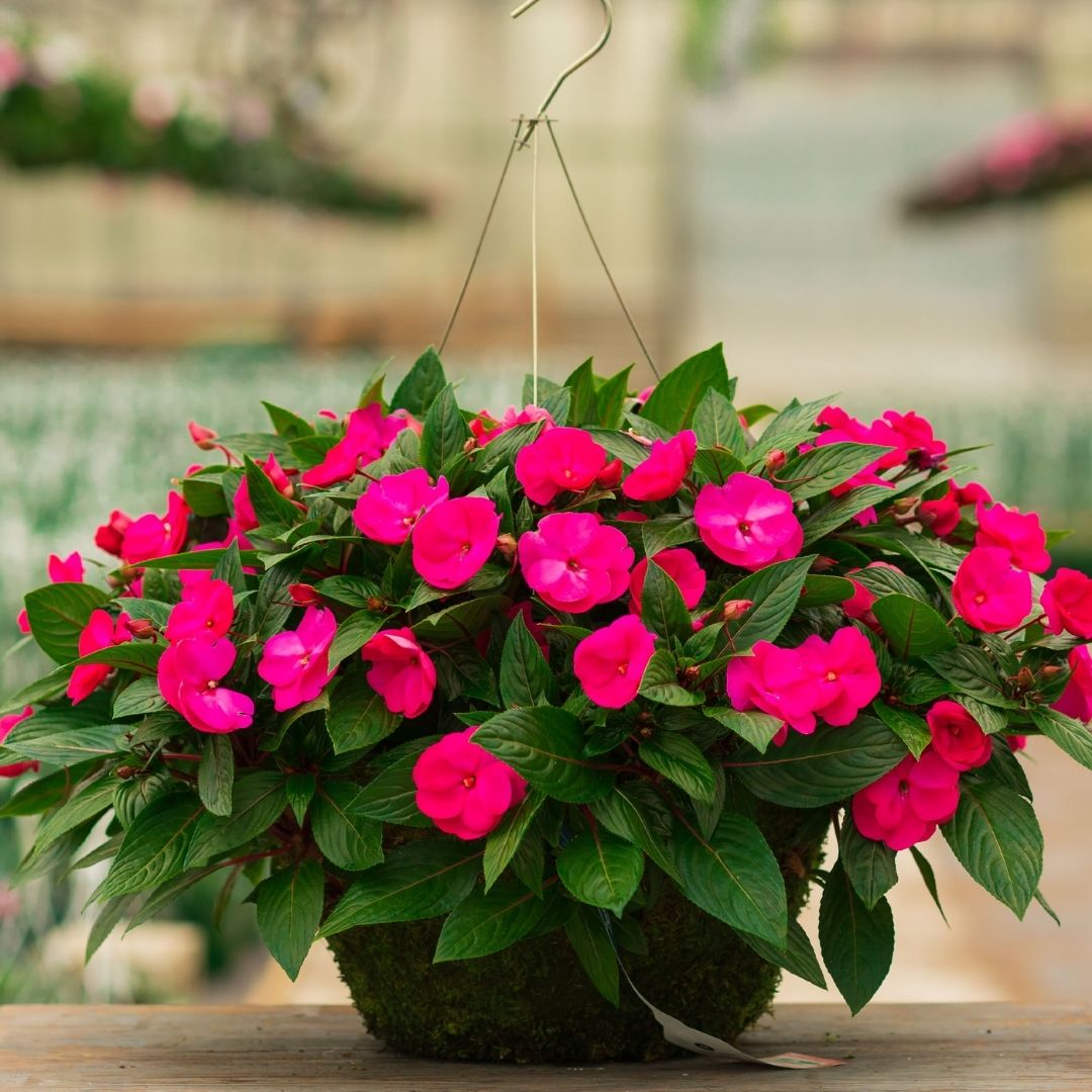 New Guinea Impatiens – Super Sonic Pink – 16″ Moss Hanging Basket